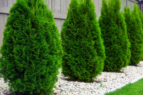Arborvitae Planting in Saint George