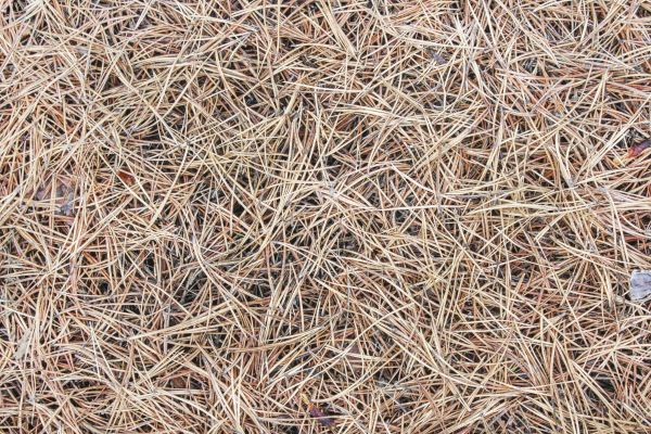 Pine Straw Installation in Saint George