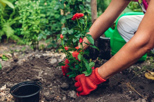 Planting Service in Saint George