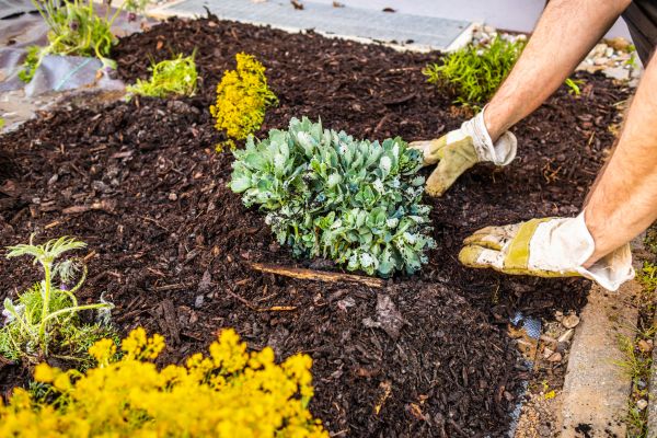 Weeding And Mulching in Saint George