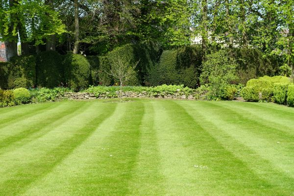 Lawn Renovation in Saint George
