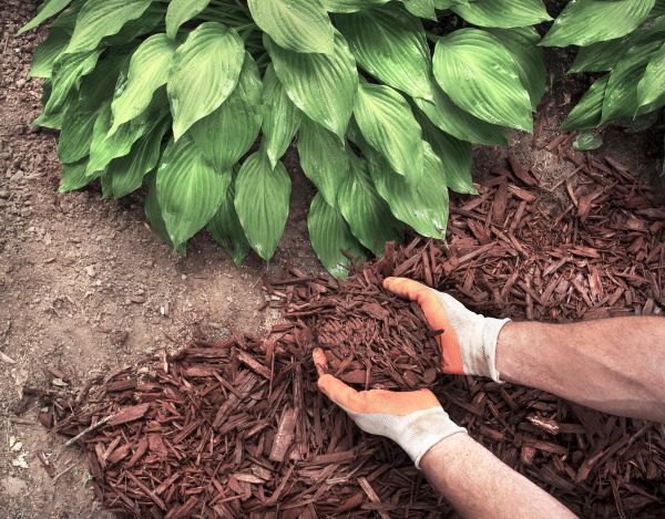 Shredded Mulch Service in Saint George