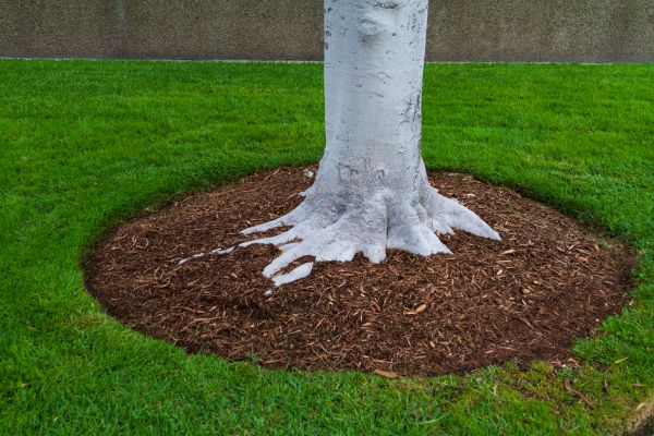 Brown Mulch Installation in Saint George