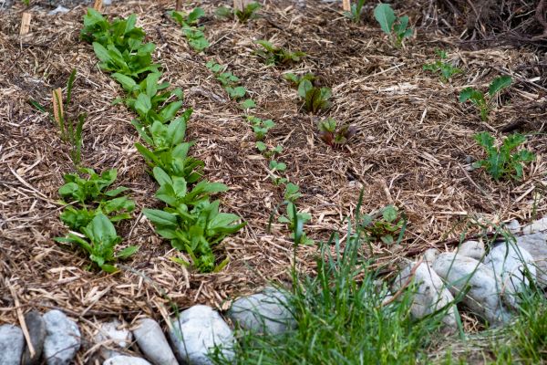 Mulch Service in Saint George