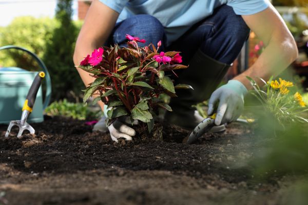 Plant Installation in Saint George