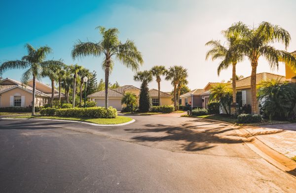 Palm Tree Landscaping in Saint George