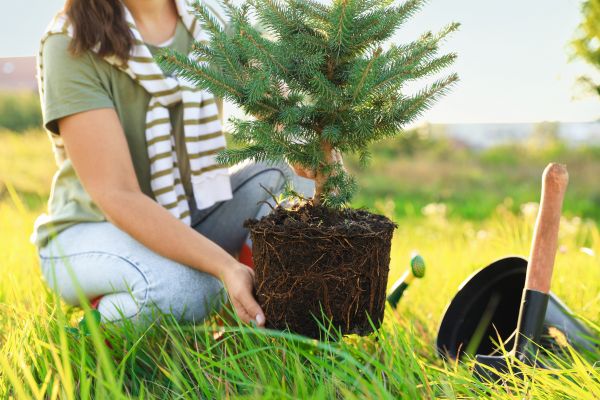 Spruce Tree Planting in Saint George