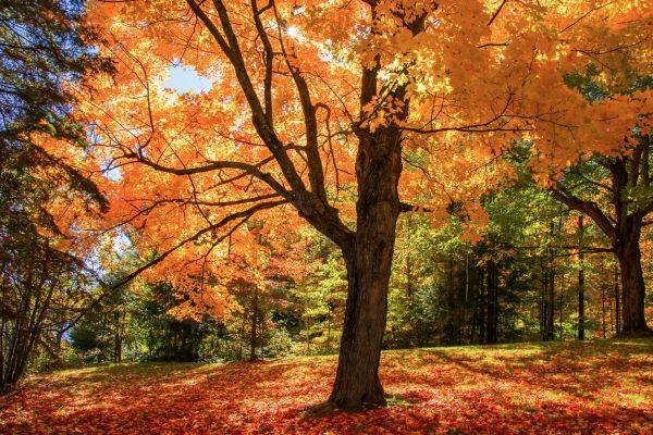Maple Tree Planting in Saint George