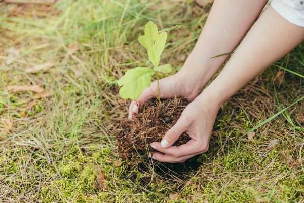 Oak Tree Planting in Saint George