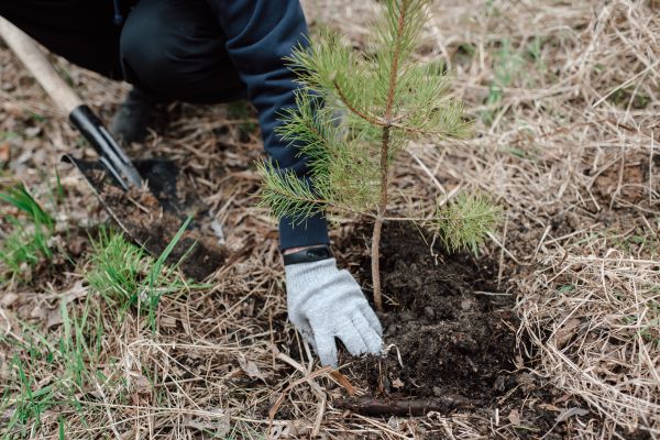 Pine Tree Planting in Saint George
