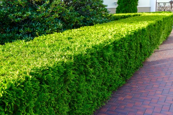 Hedge Installation in Saint George