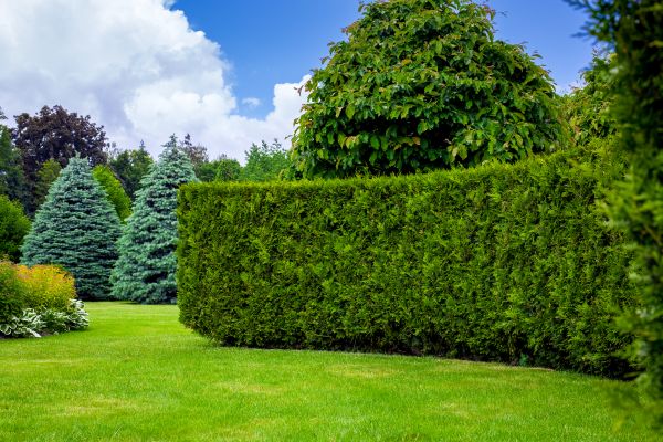 Hedge Landscaping in Saint George