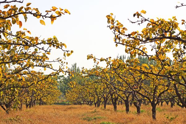 Pear Tree Planting in Saint George