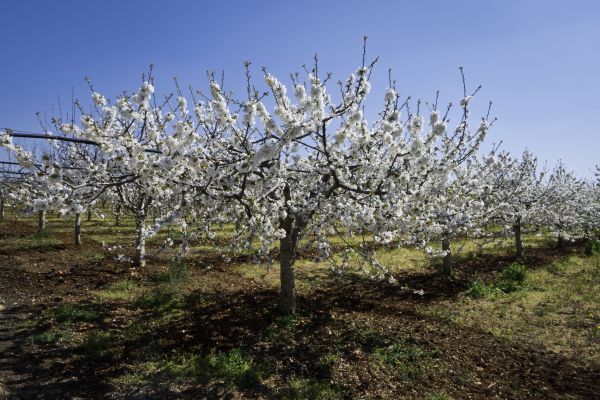 Orchard Planting in Saint George