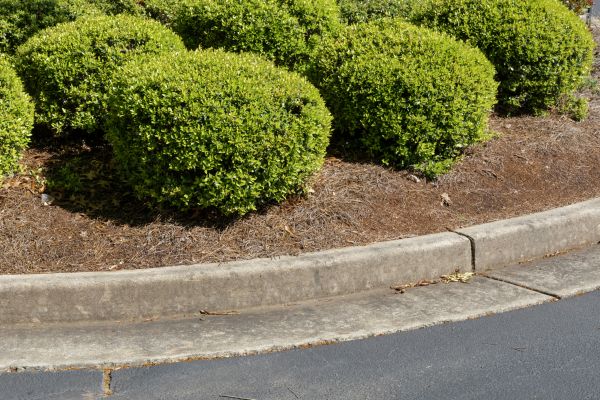 Pine Mulch Installation in Saint George