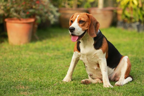 Dog Friendly Landscaping in Saint George