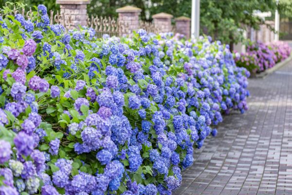 Hydrangea Landscaping in Saint George