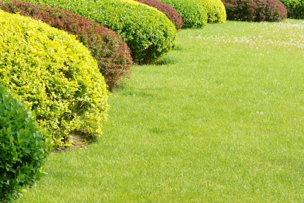 Shrubbery Planting in Saint George