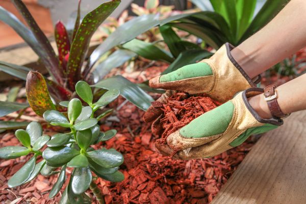 Cedar Mulch Installation in Saint George