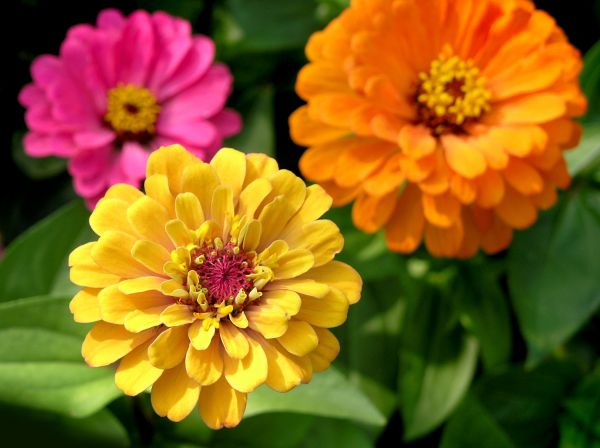 Zinnia Planting in Saint George
