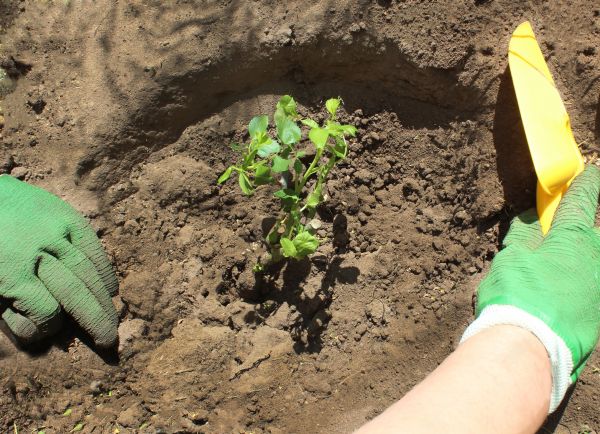 Rose Bush Planting in Saint George