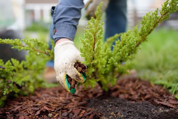 Church Mulching in Saint George