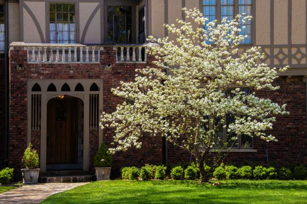 Dogwood Tree Planting in Saint George